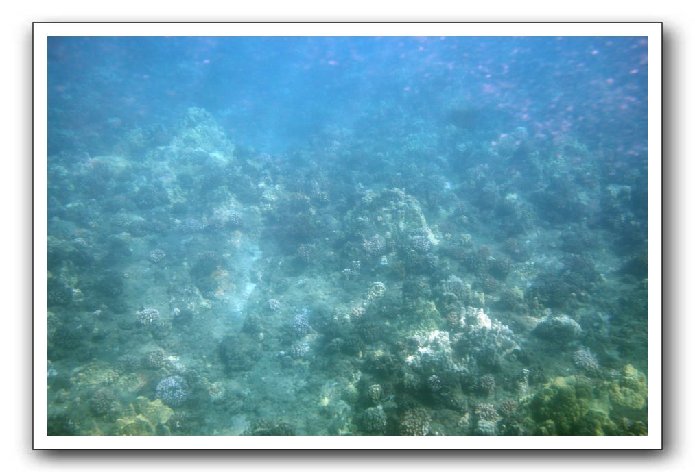 Maui-Reefdancer-050