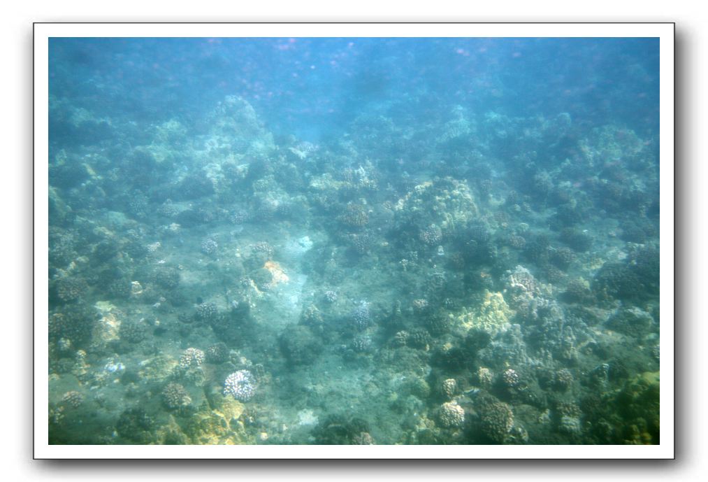 Maui-Reefdancer-051