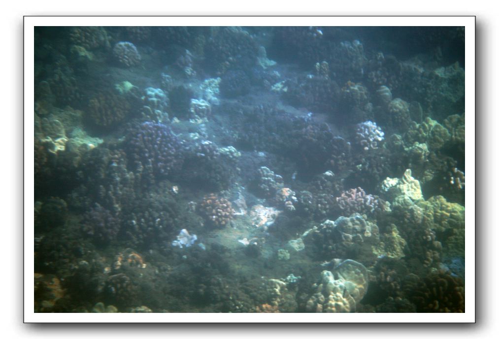 Maui-Reefdancer-052