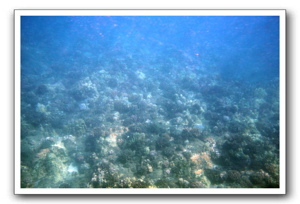 Maui-Reefdancer-053