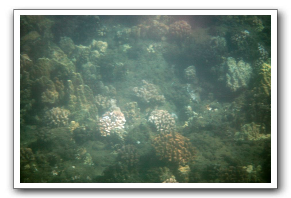 Maui-Reefdancer-054