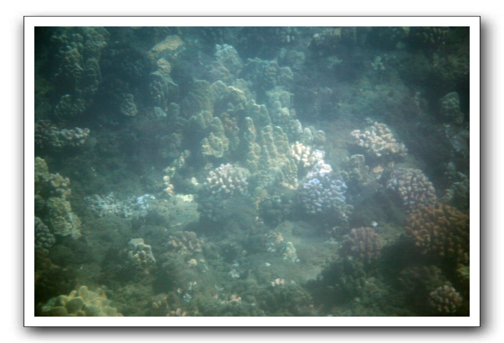 Maui-Reefdancer-055