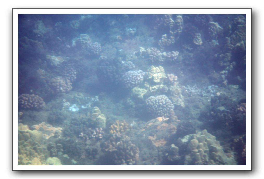 Maui-Reefdancer-056