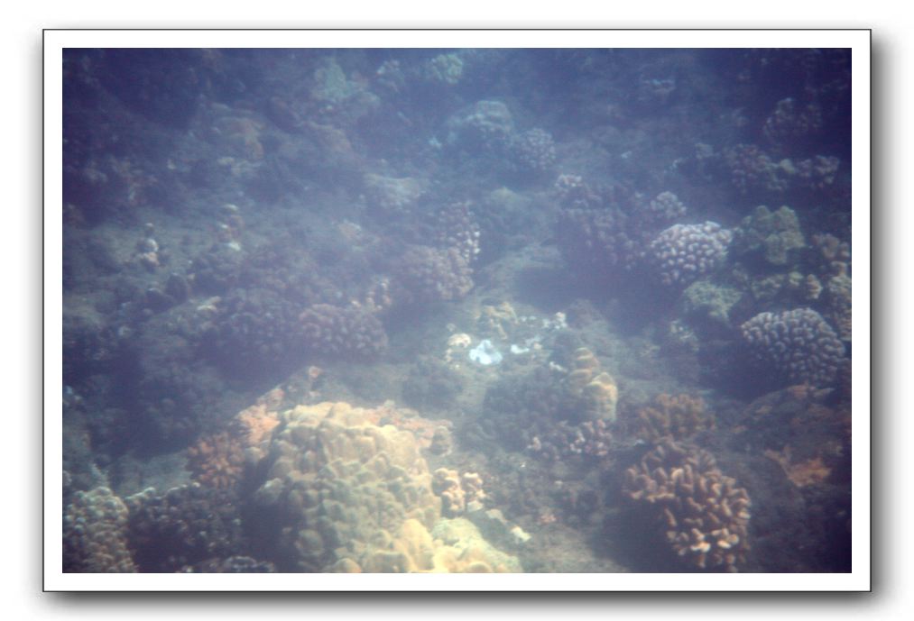 Maui-Reefdancer-057