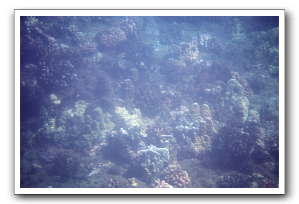 Maui-Reefdancer-058