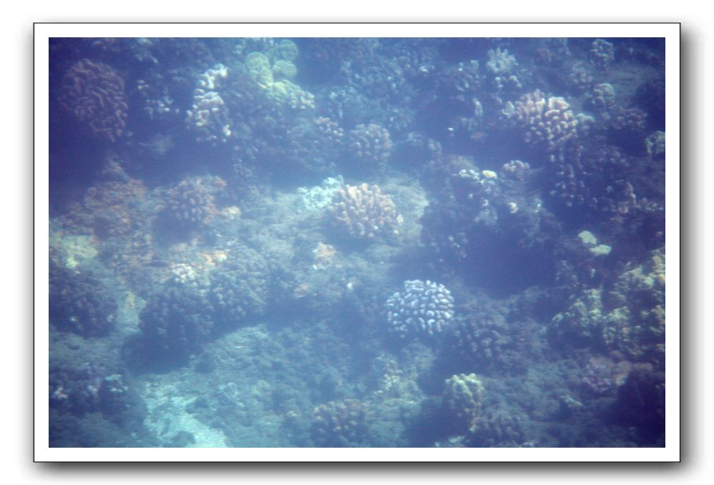 Maui-Reefdancer-059
