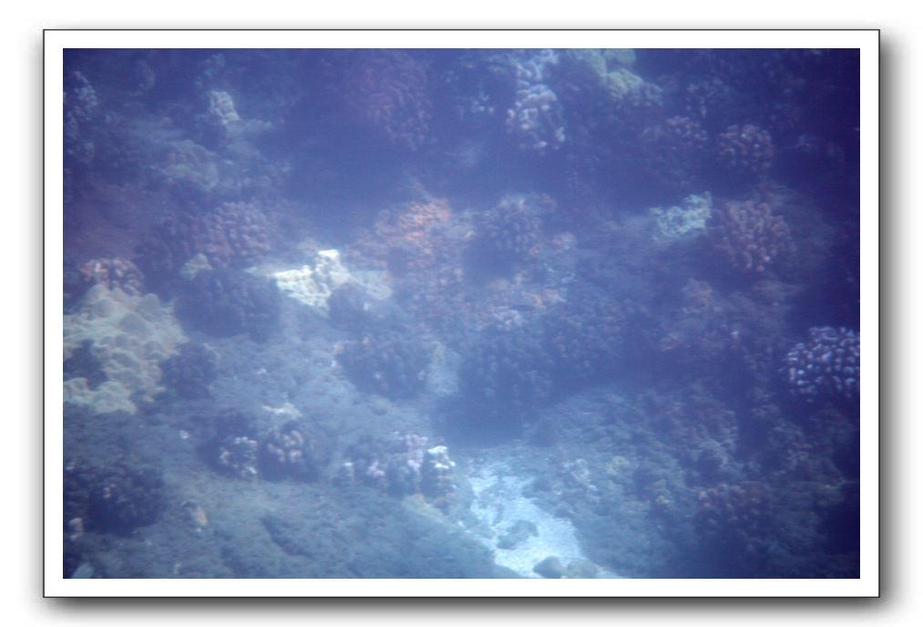 Maui-Reefdancer-060