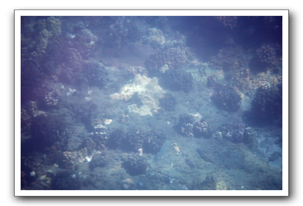 Maui-Reefdancer-061