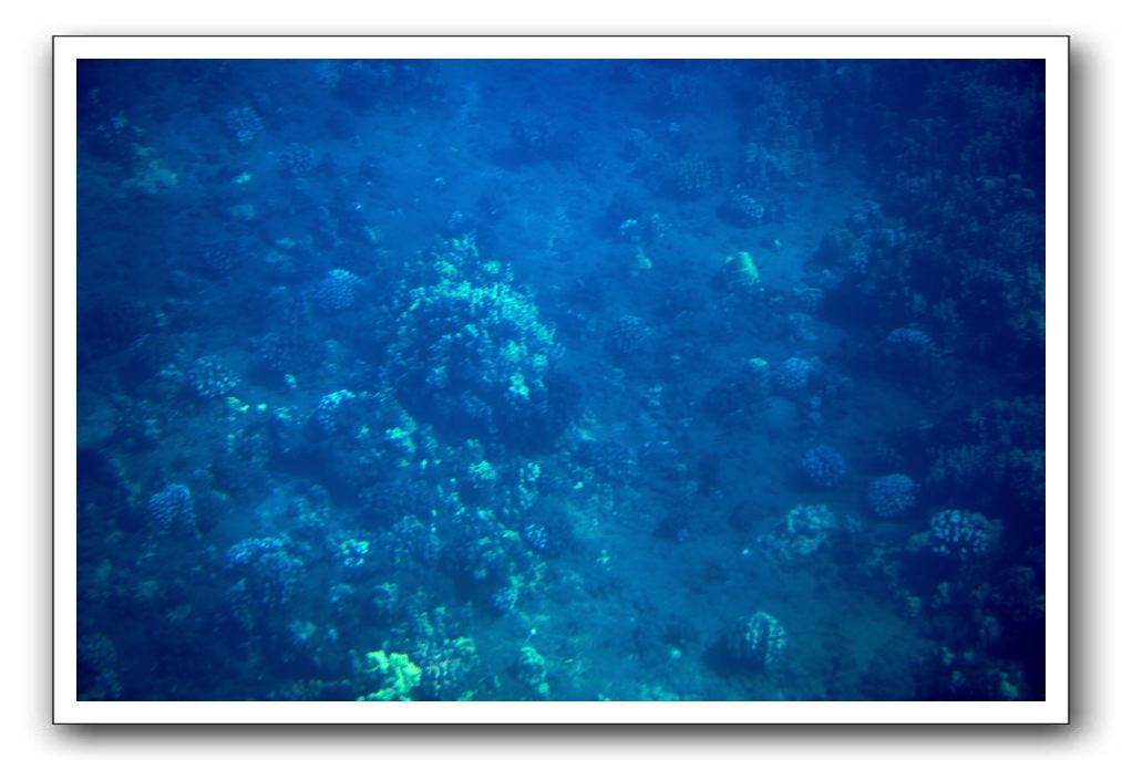 Maui-Reefdancer-062