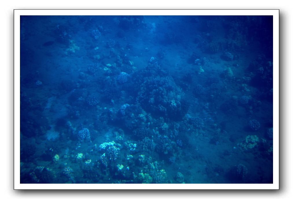 Maui-Reefdancer-063