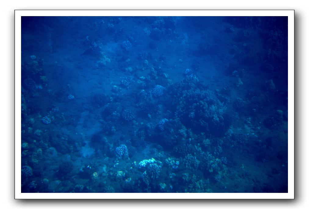 Maui-Reefdancer-064