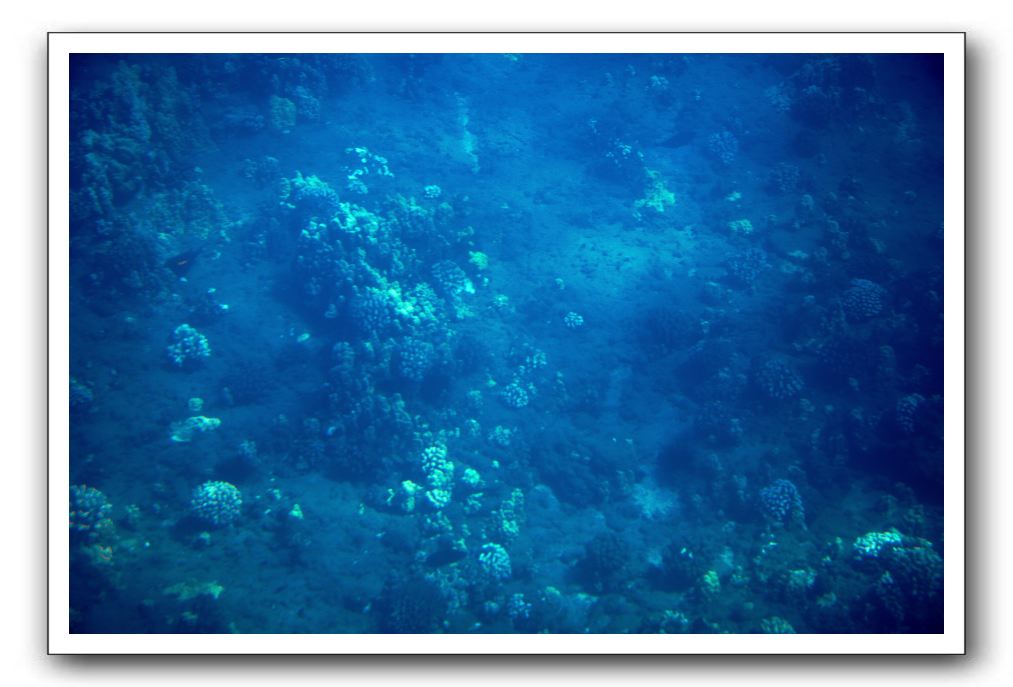Maui-Reefdancer-065