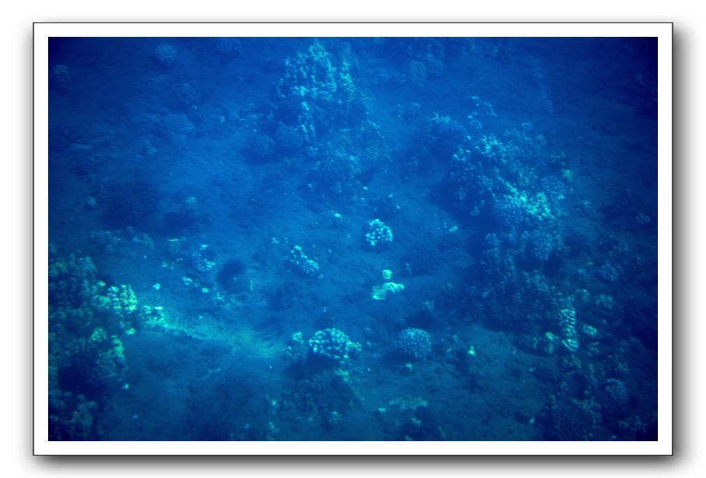 Maui-Reefdancer-067