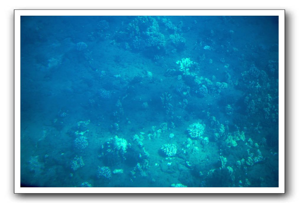 Maui-Reefdancer-068