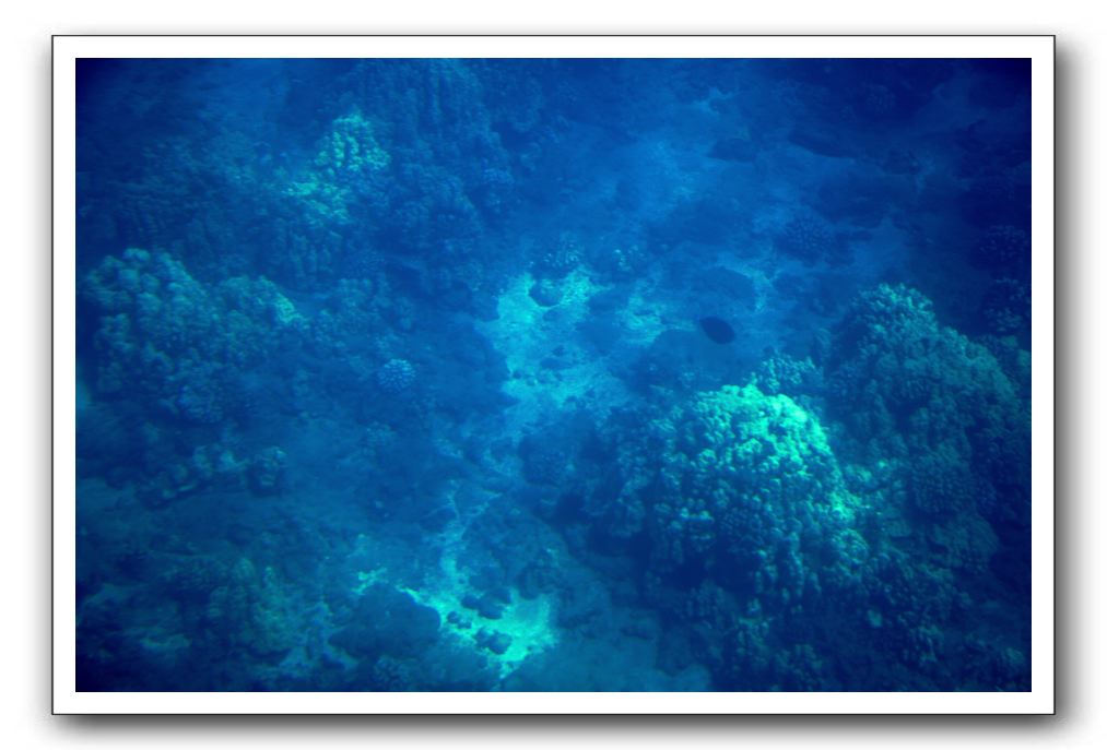 Maui-Reefdancer-070