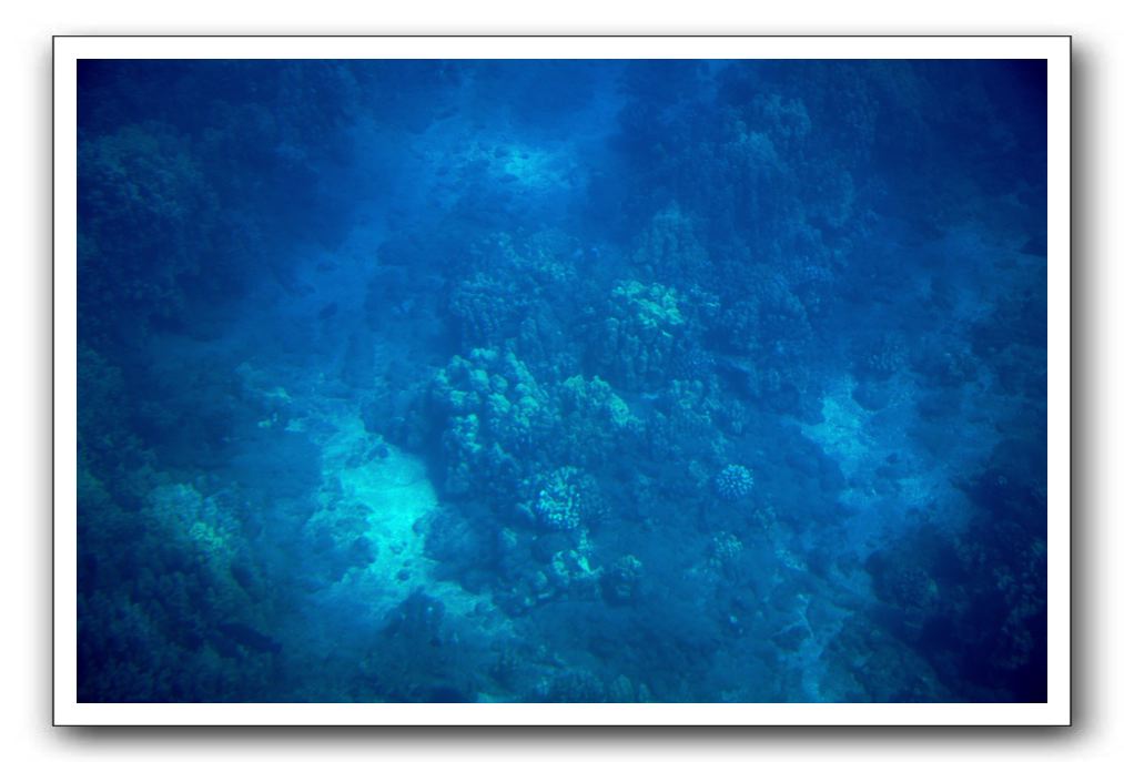 Maui-Reefdancer-071