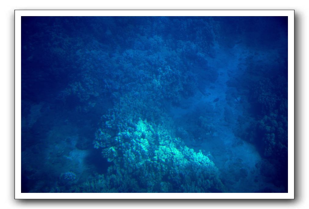 Maui-Reefdancer-072