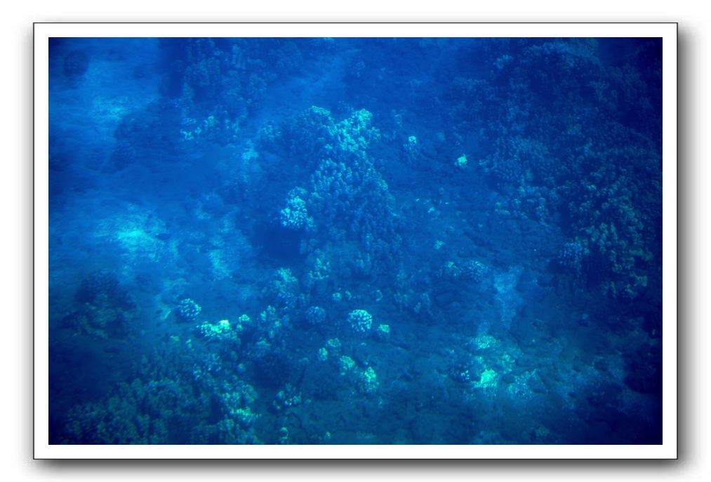Maui-Reefdancer-073