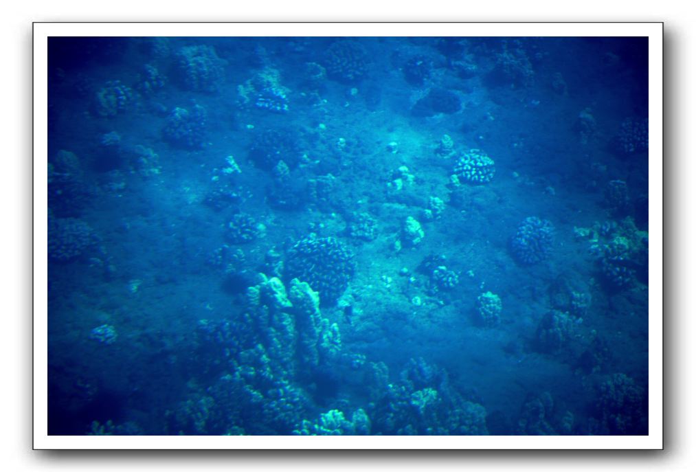 Maui-Reefdancer-077