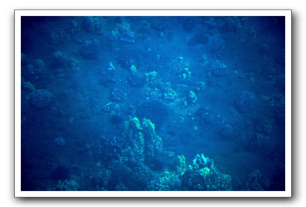 Maui-Reefdancer-078