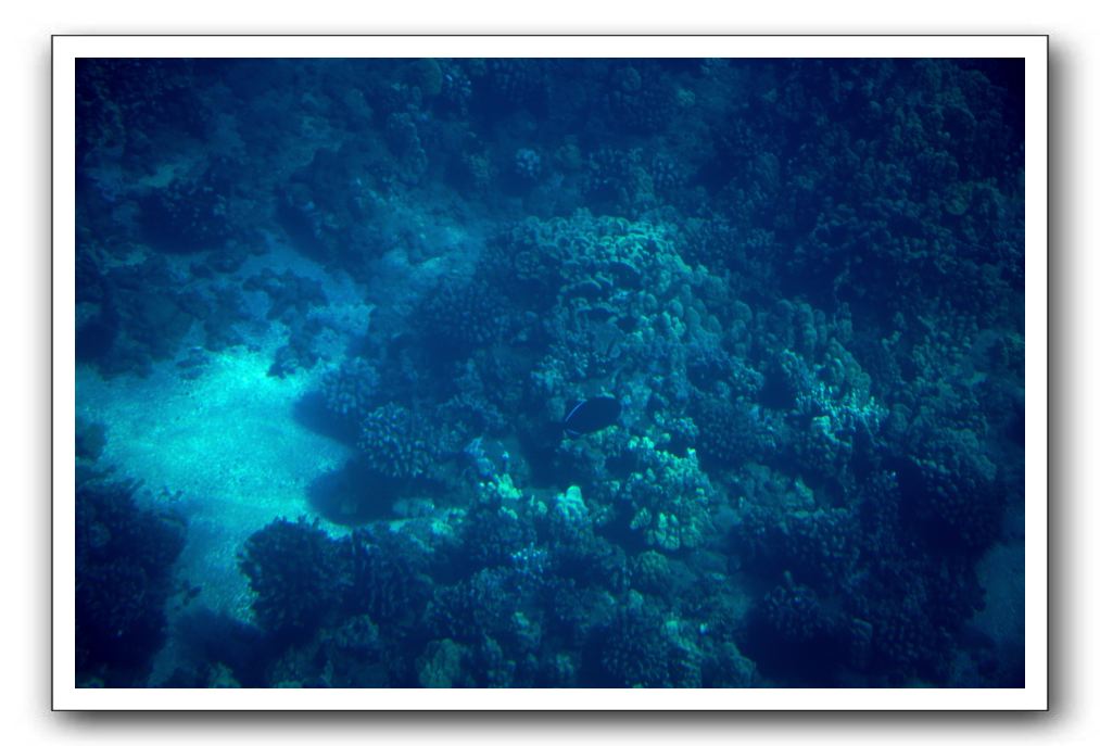 Maui-Reefdancer-079