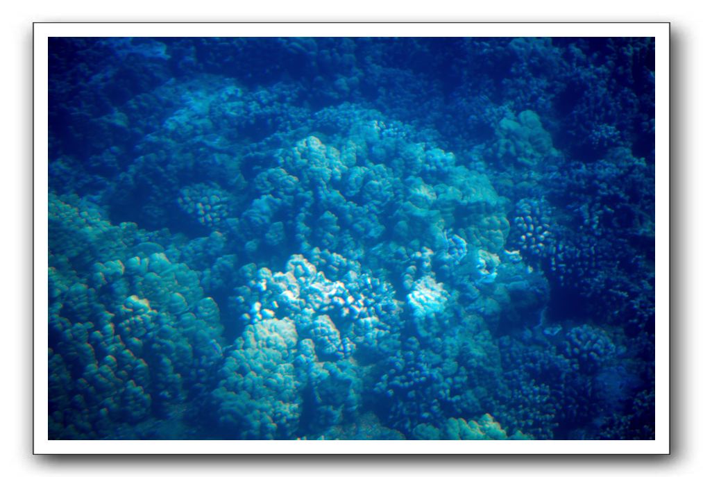 Maui-Reefdancer-080