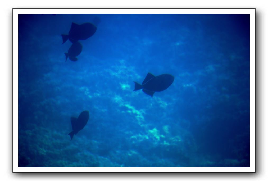 Maui-Reefdancer-081