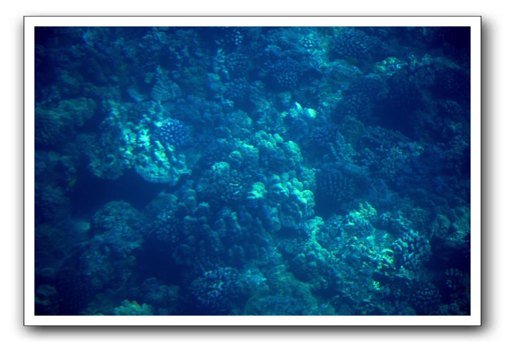 Maui-Reefdancer-082