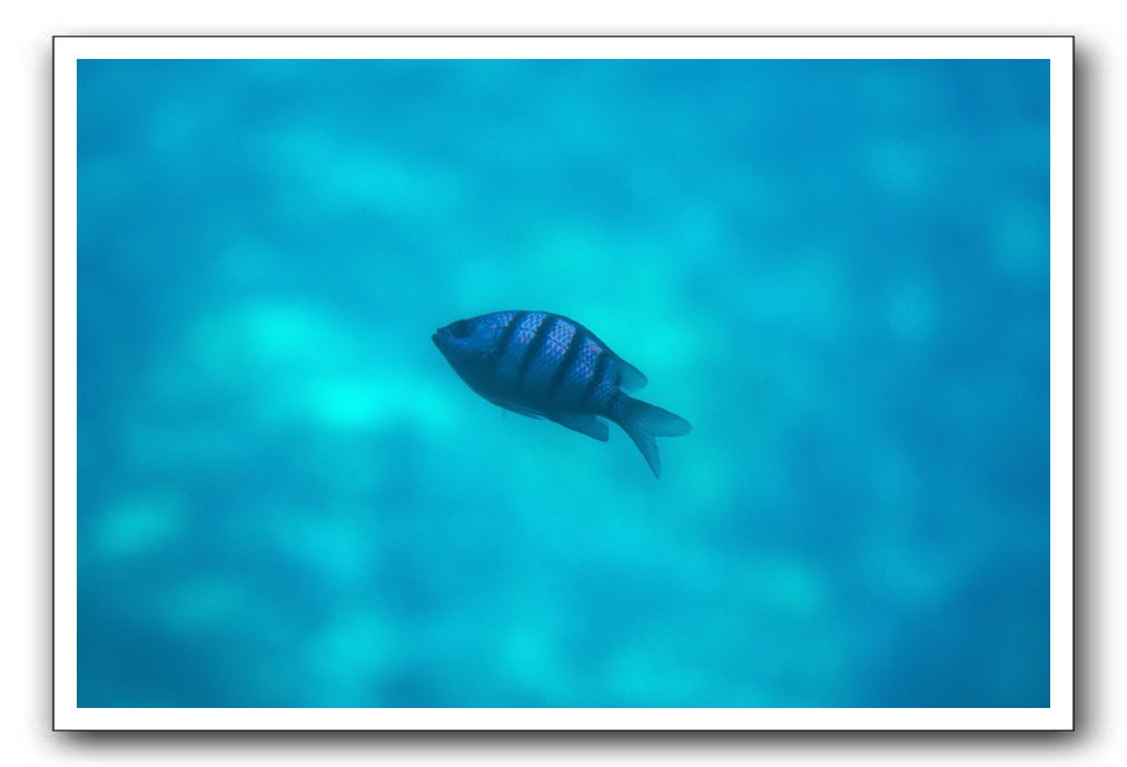 Maui-Reefdancer-083