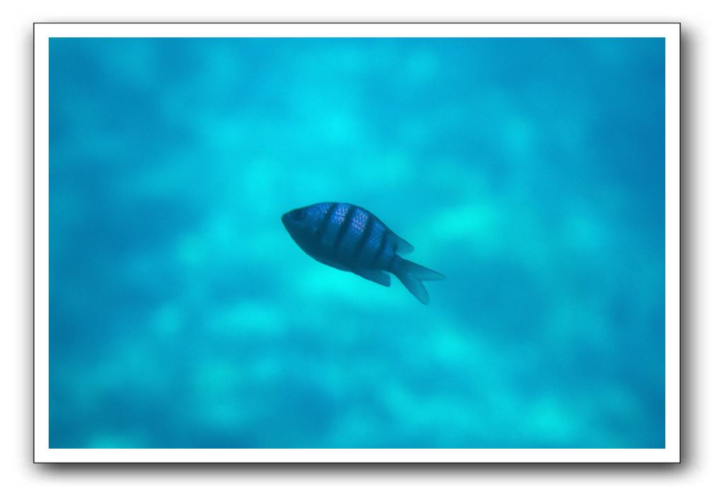 Maui-Reefdancer-084