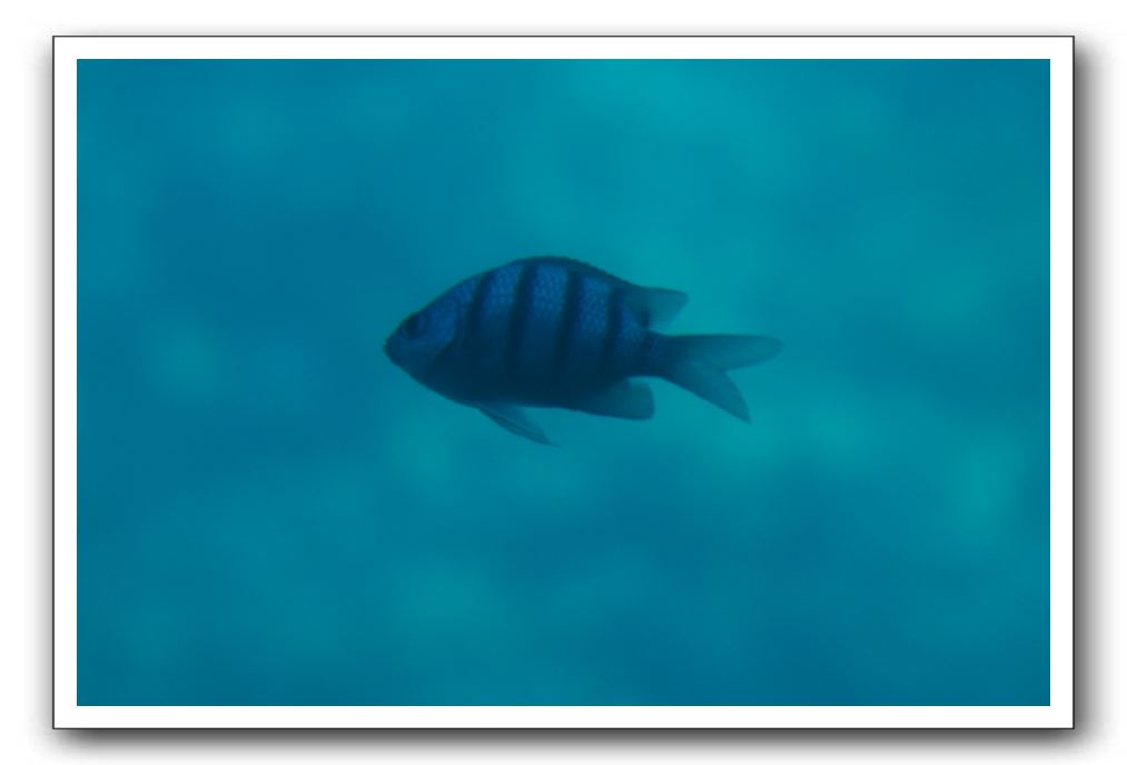 Maui-Reefdancer-085