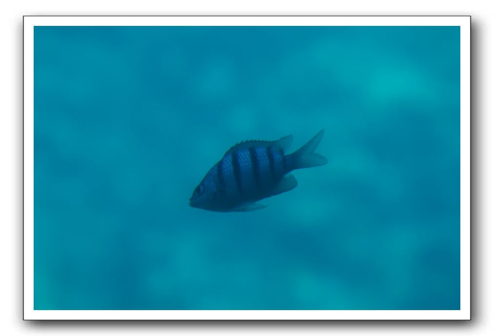 Maui-Reefdancer-086