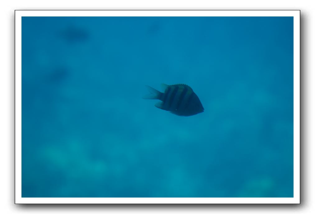 Maui-Reefdancer-092