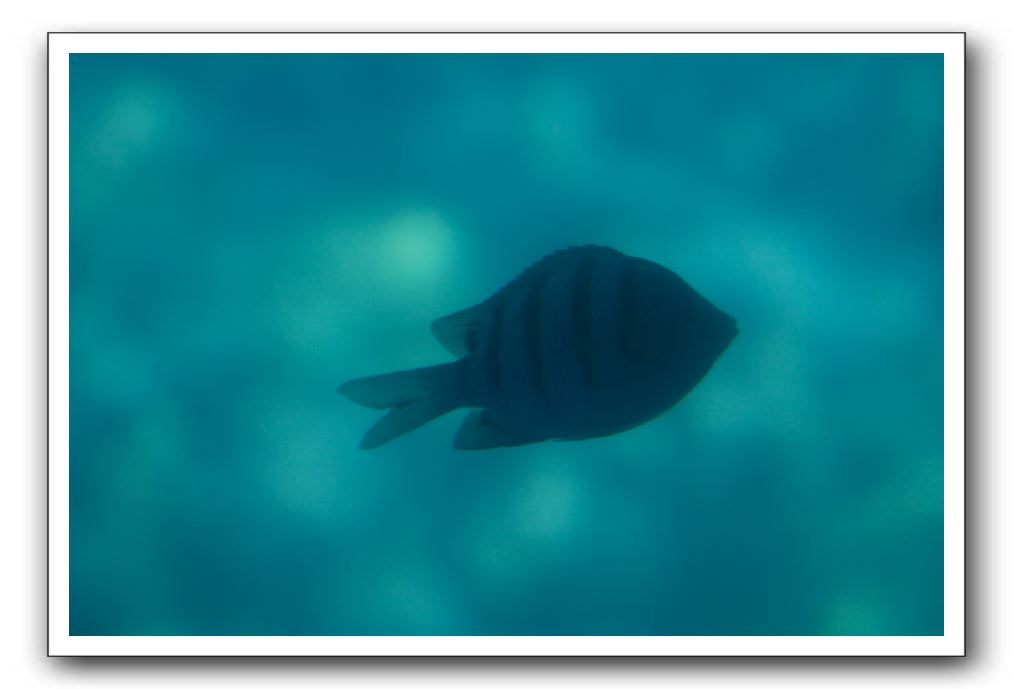 Maui-Reefdancer-093