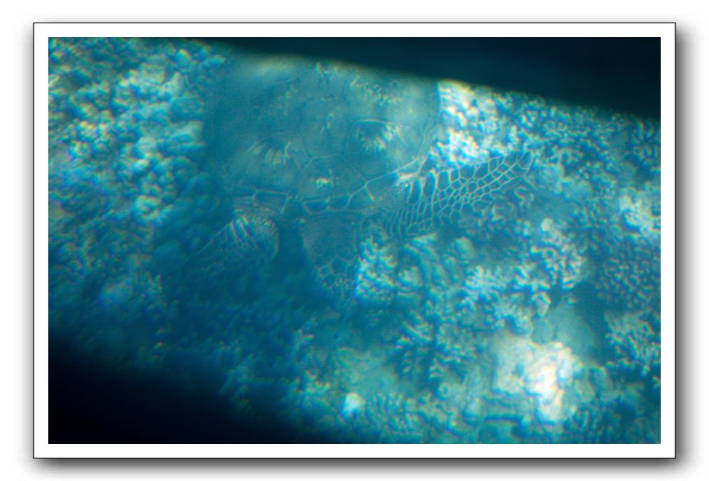 Maui-Reefdancer-094