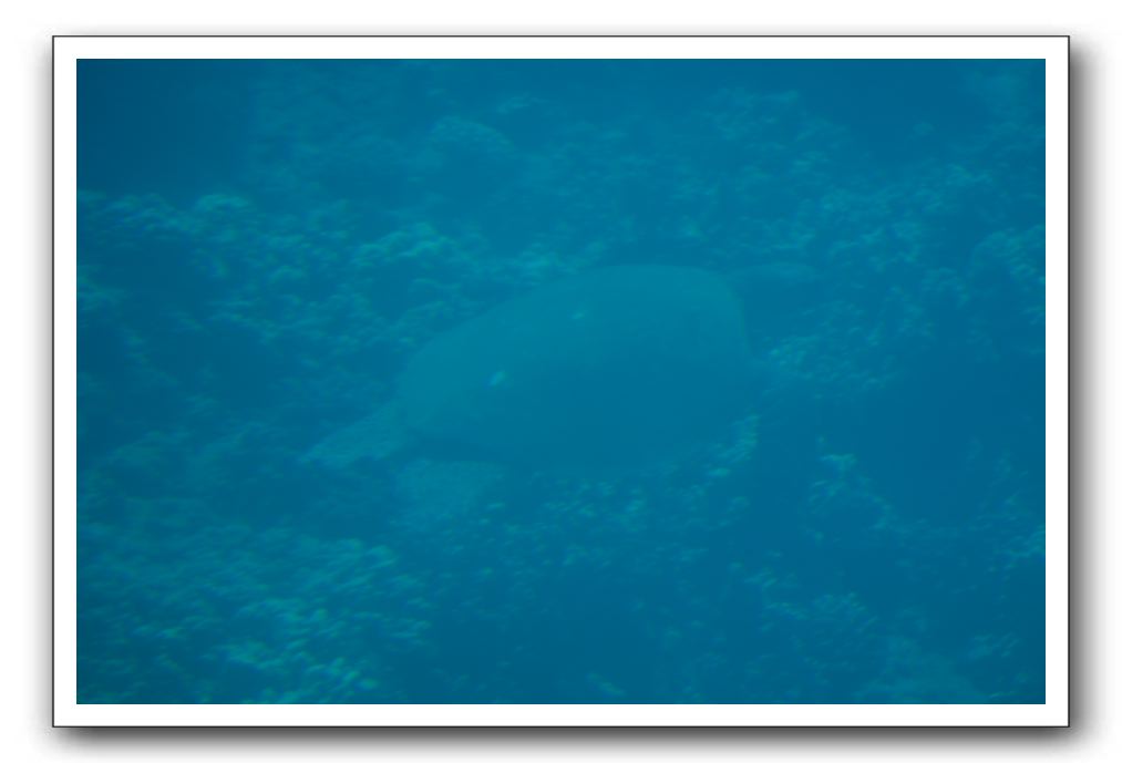 Maui-Reefdancer-096