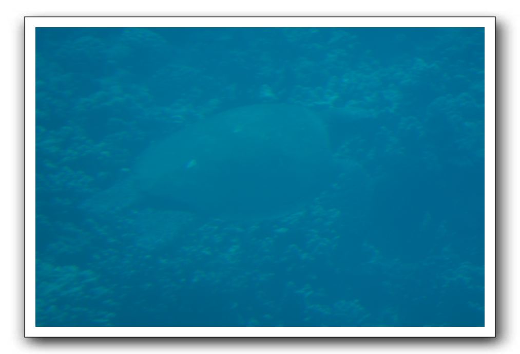 Maui-Reefdancer-097
