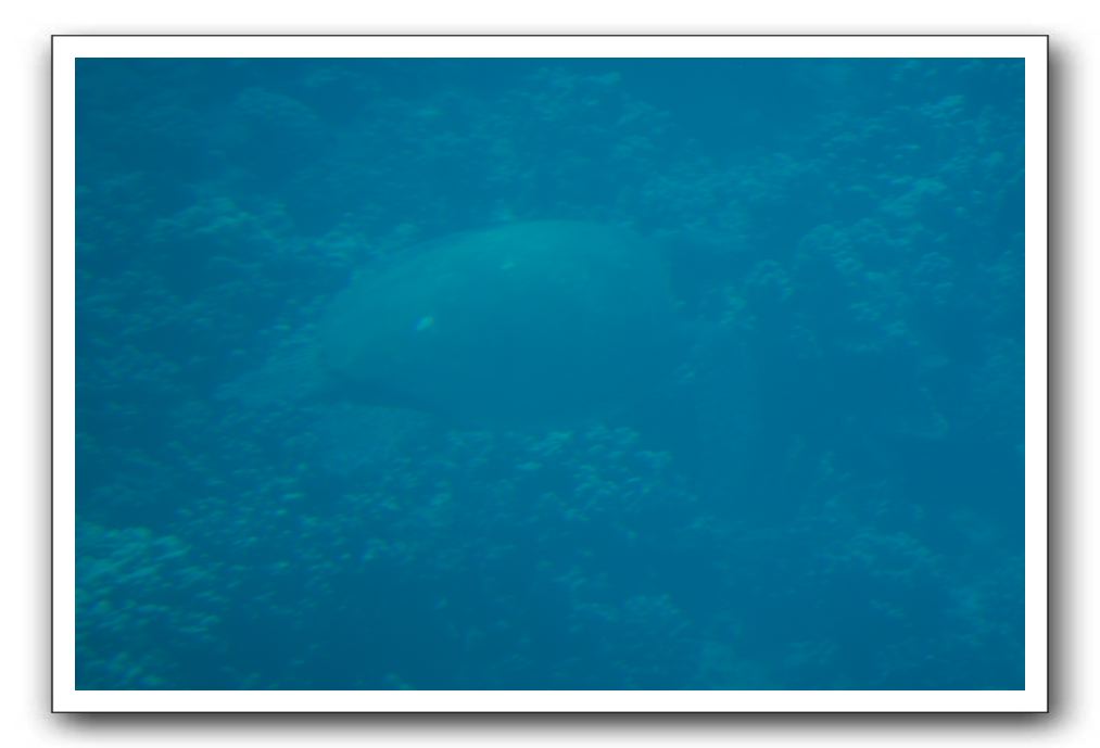 Maui-Reefdancer-098