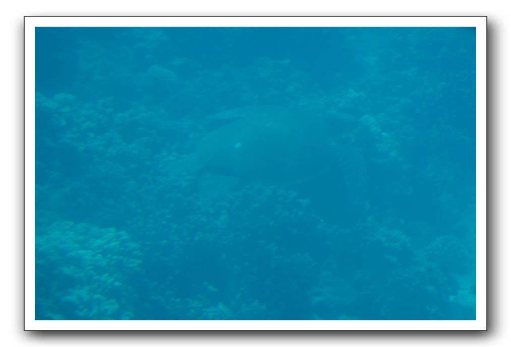 Maui-Reefdancer-099