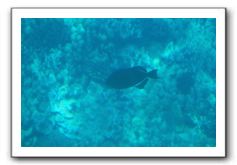Maui-Reefdancer-100