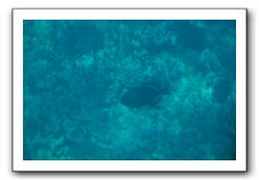 Maui-Reefdancer-101