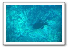 Maui-Reefdancer-102