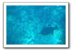 Maui-Reefdancer-103