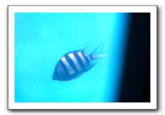 Maui-Reefdancer-109