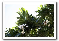 Maui-Reefdancer-011