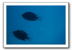 Maui-Reefdancer-111