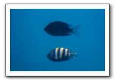 Maui-Reefdancer-112