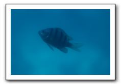 Maui-Reefdancer-114