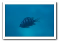 Maui-Reefdancer-115