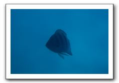 Maui-Reefdancer-116